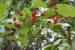 Terminalia crenulata